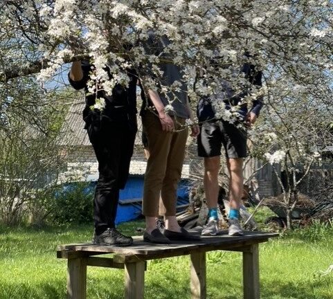 Tre personer står på en bänk med huvudet uppe i ett blommande äppelträd.