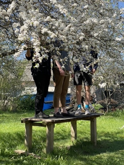 Tre personer står på en bänk med huvudet uppe i ett blommande äppelträd.
