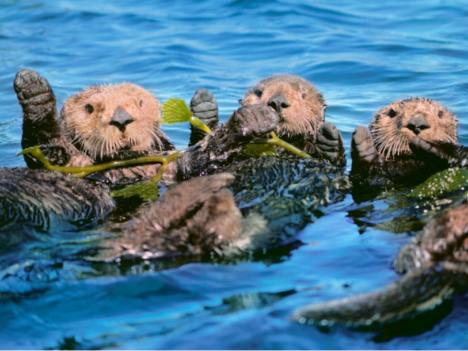 Three otters swimming in water with seaweed.