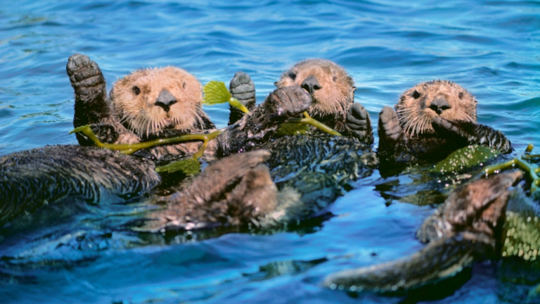 Three otters swimming in water with seaweed.