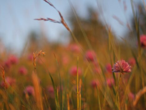 A summer meadow in the sunset