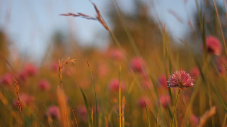 A summer meadow in the sunset